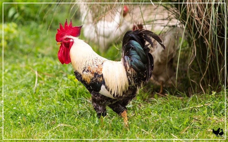 100+ Names for Roosters Unique, Funny and Creative LearnPoultry