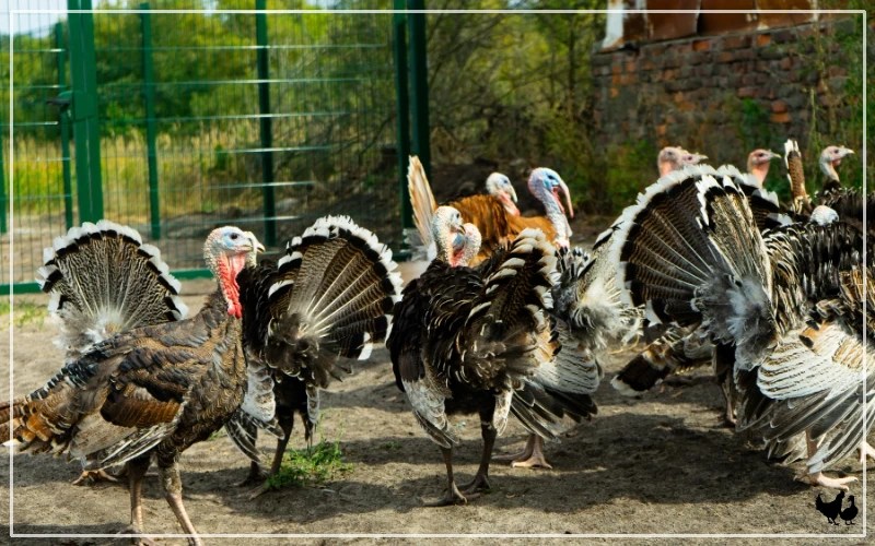 What Do Turkeys Eat Turkeys Diet LearnPoultry