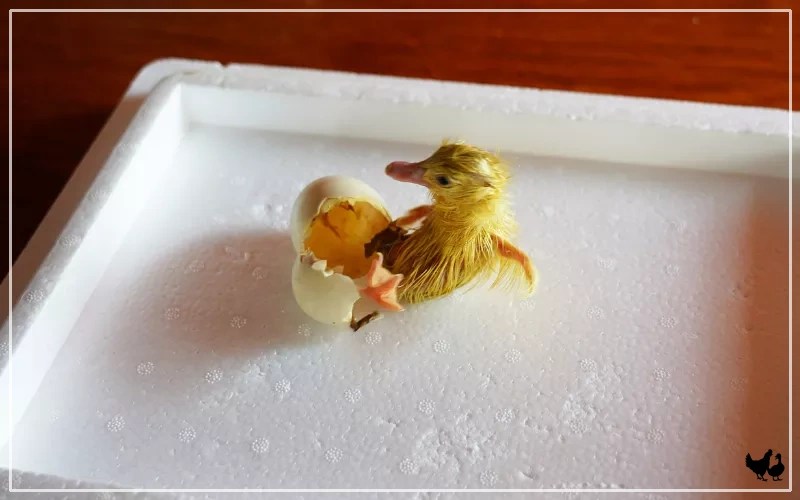 How Long Do Ducks Take To Hatch? LearnPoultry