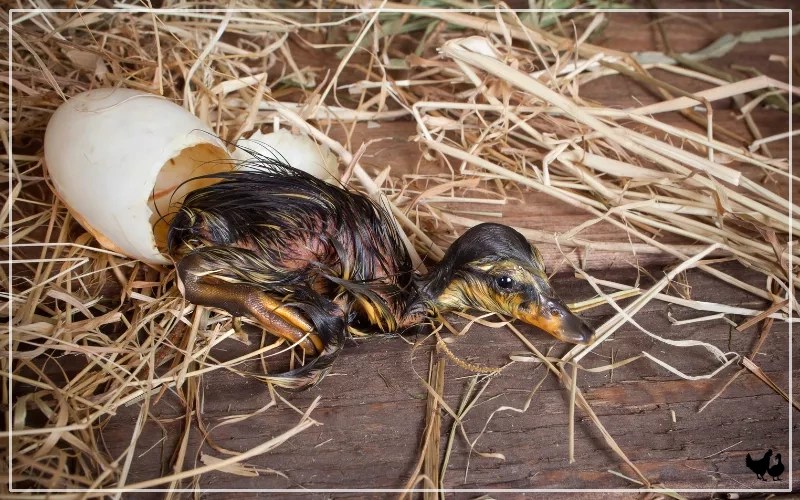 How Long Do Ducks Take To Hatch? LearnPoultry