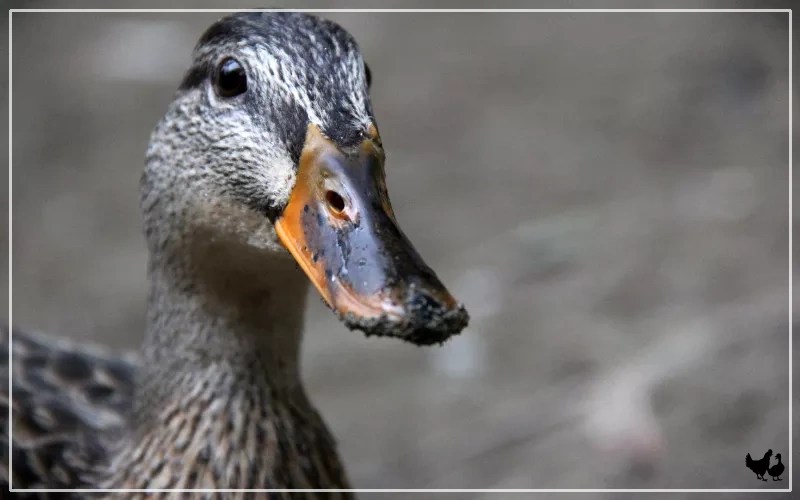 Do Ducks Have A Good Sense Of Smell? LearnPoultry