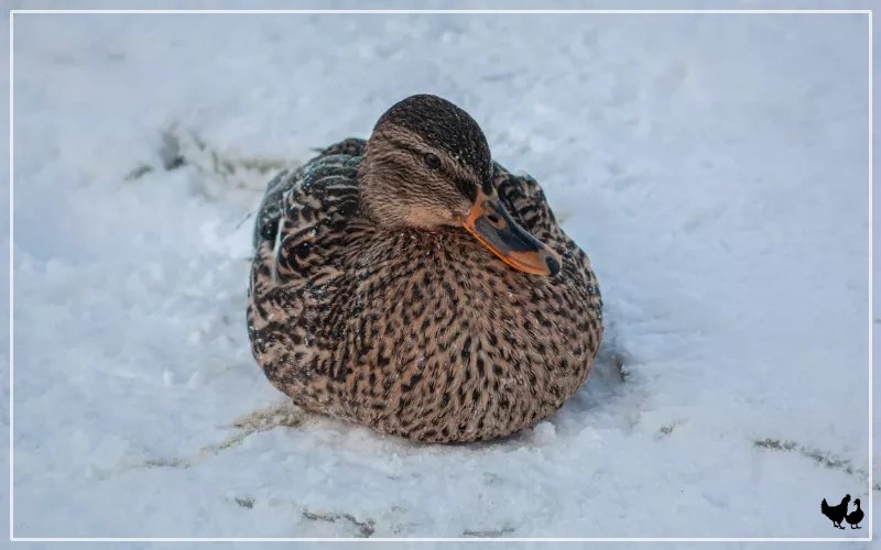 How Cold Can Ducks Handle? LearnPoultry