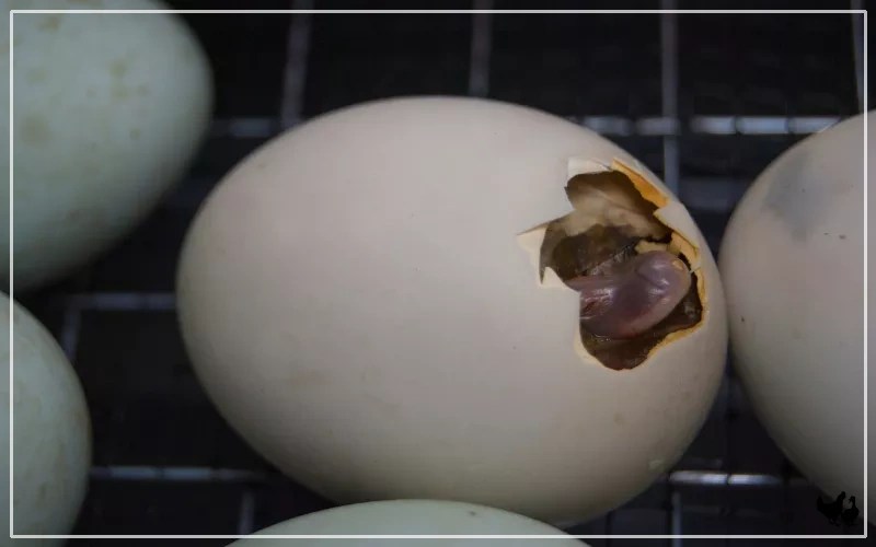 How Long Do Ducks Take To Hatch? LearnPoultry