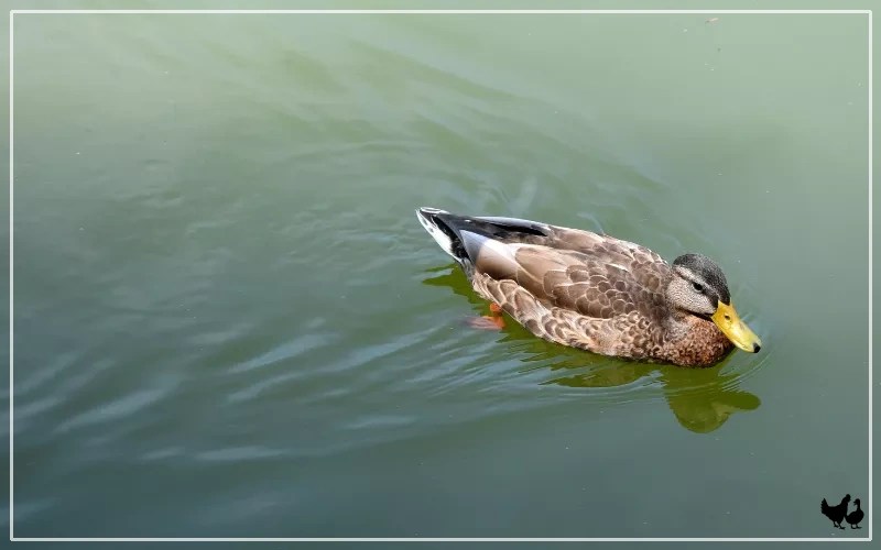 The Magic of Buoyancy How Do Ducks Float? LearnPoultry