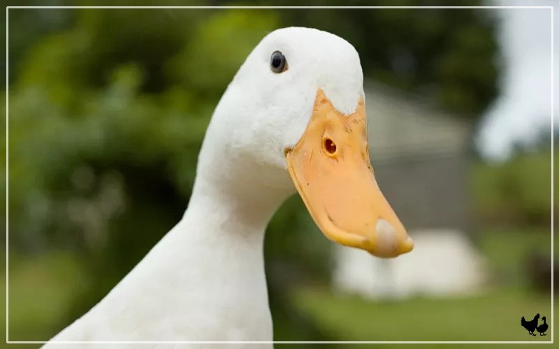 Do Ducks Have A Good Sense Of Smell? LearnPoultry