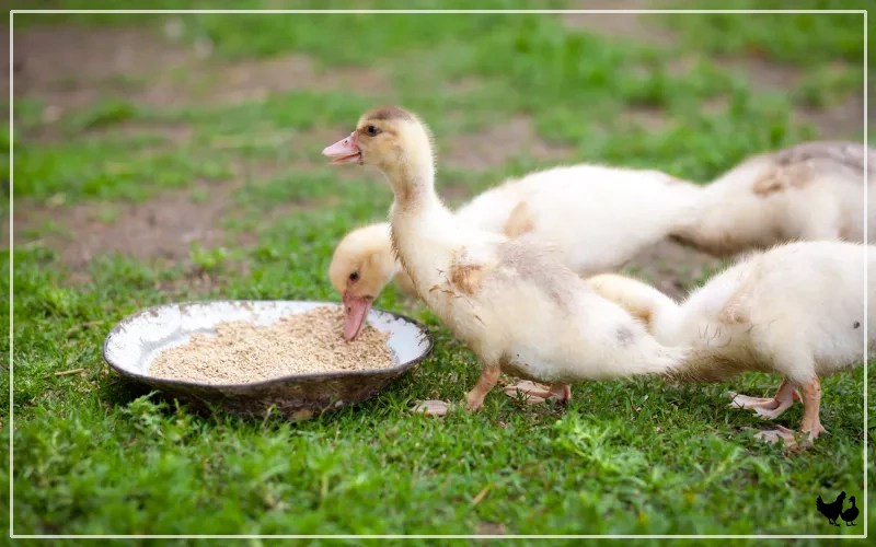 Can Ducks Recover From Niacin Deficiency? LearnPoultry