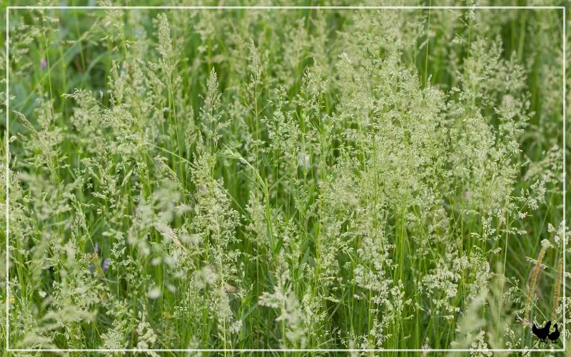 15 Best Grass Types for Geese and Goslings LearnPoultry