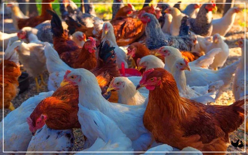 Poultry Farming The Ultimate Guide for Beginners LearnPoultry