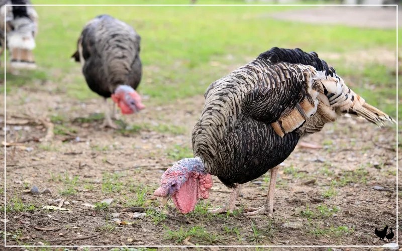 What Do Turkeys Eat Turkeys Diet LearnPoultry