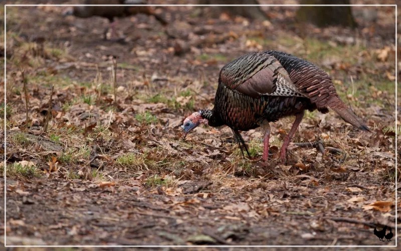 What Do Turkeys Eat Turkeys Diet LearnPoultry