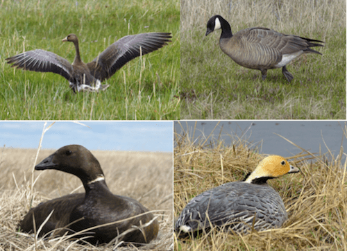 Geese of the Yukon Kuskokwim Delta Tutakoke Goose Project