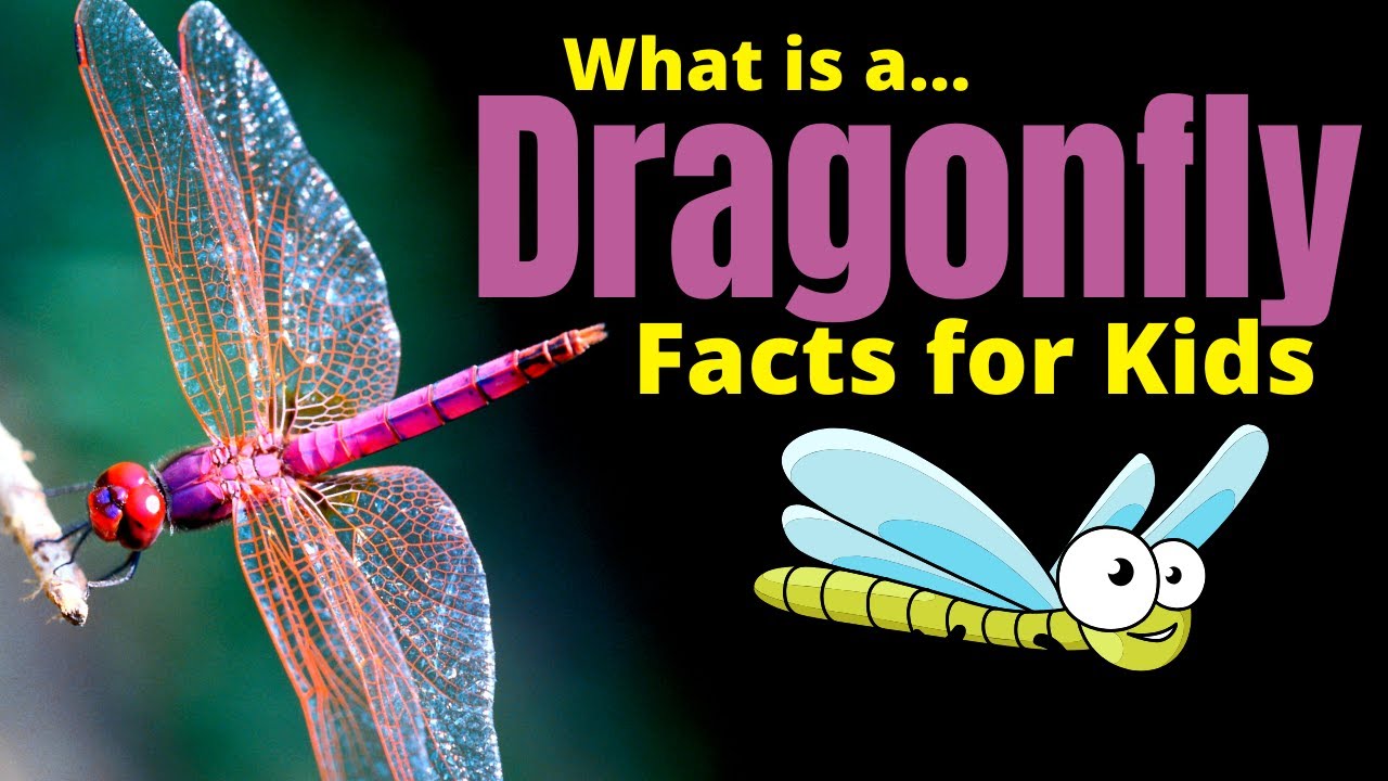 What Is A Dragonfly? LearnThought