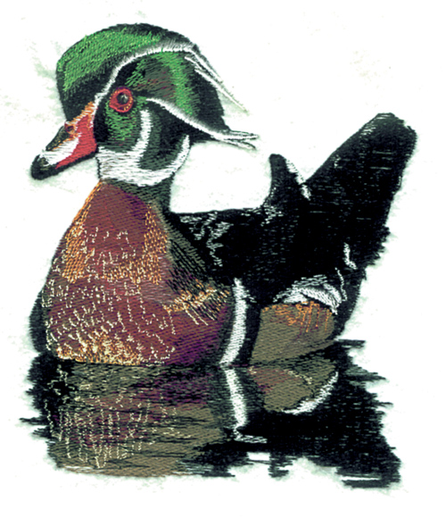 Wood Duck Learn to Digitize