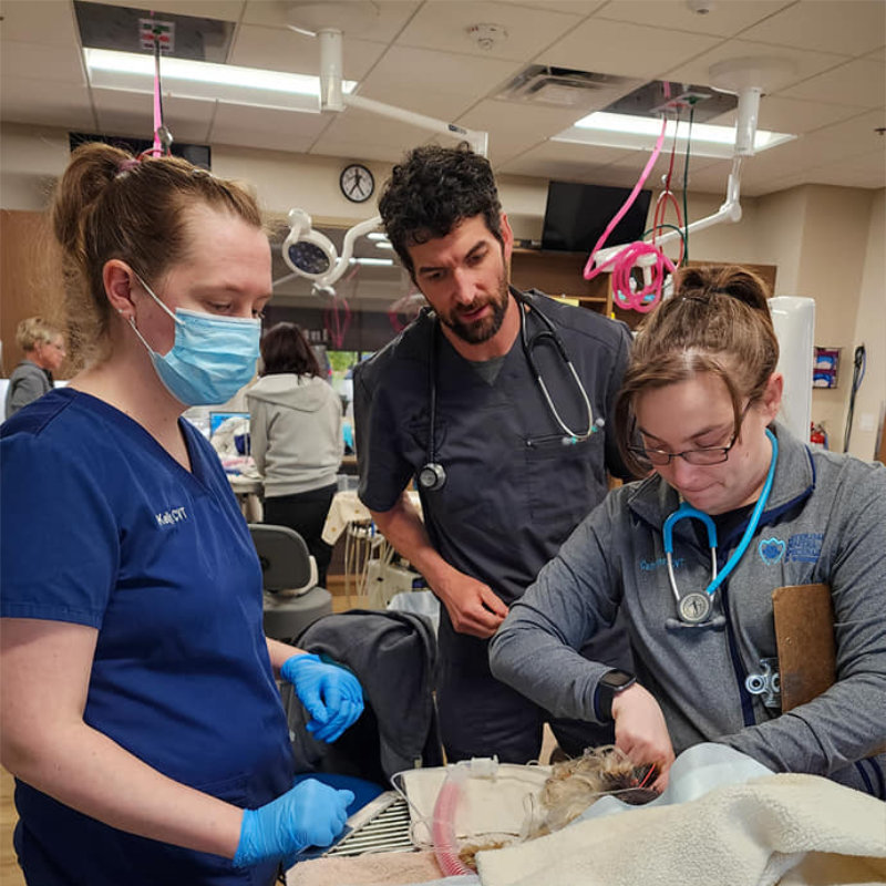Learn Veterinary Dentistry Continuing Education Courses