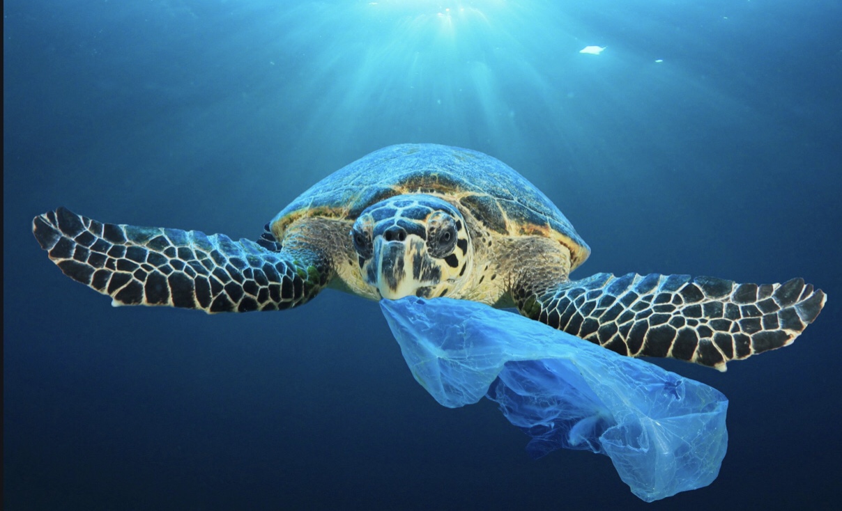 How Does Plastic Pollution Affect Marine Species Printable Templates Free