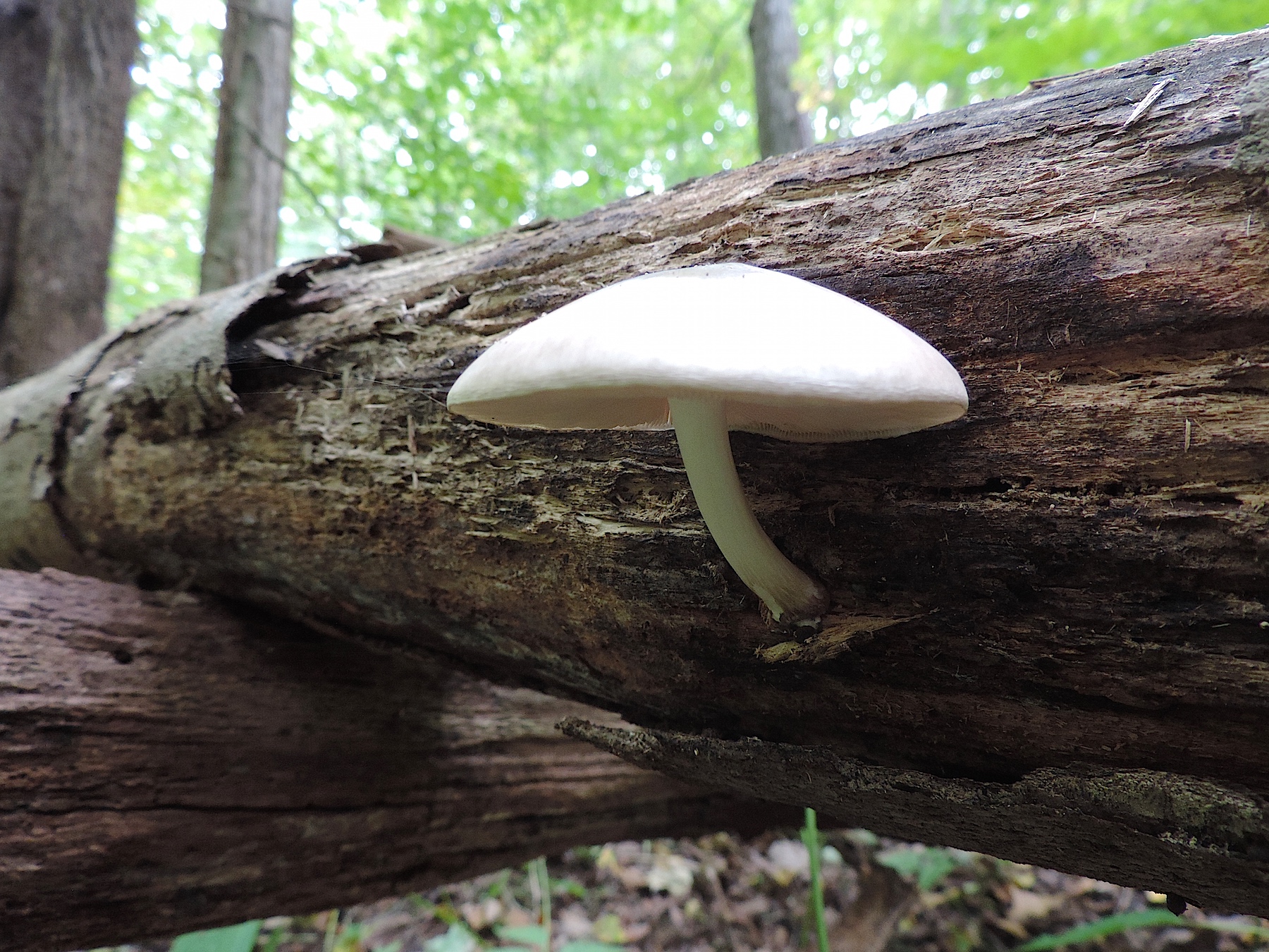 Our mushrooms promote vitality, energy and immunity. Deer Mushroom (Pluteus cervinus) — How To Easily Identify This Common Fungus - Learn Your Land