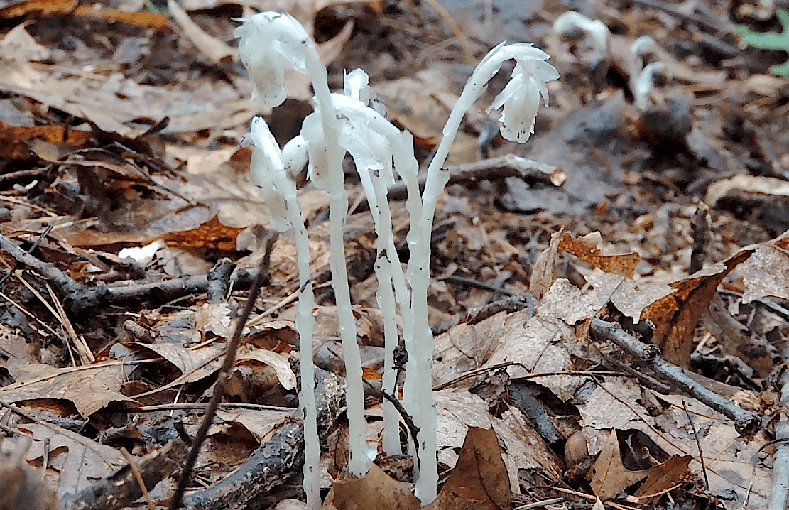 Indian Pipe (Monotropa uniflora) Identification, Medicinal Benefits