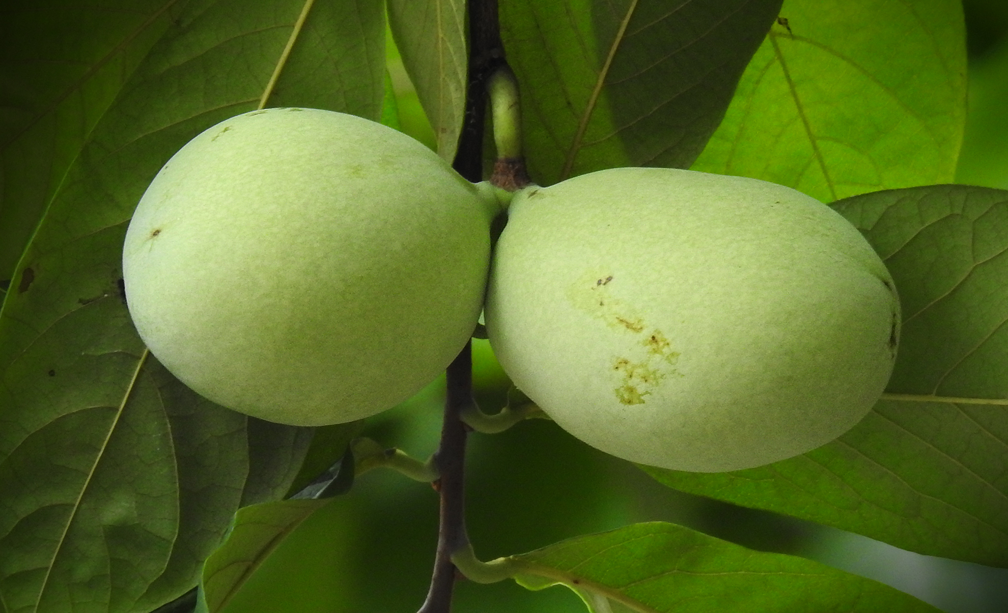 How To Find Pawpaws In The Wild Learn Your Land