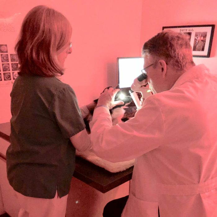 Veterinary Care Leashes End