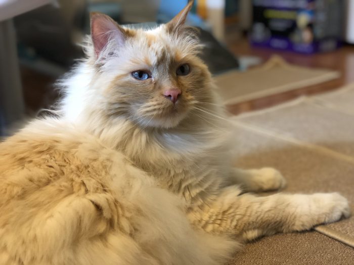 Foster Pets Leashes End