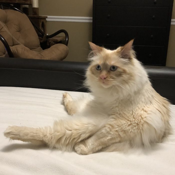 Foster Pets Leashes End