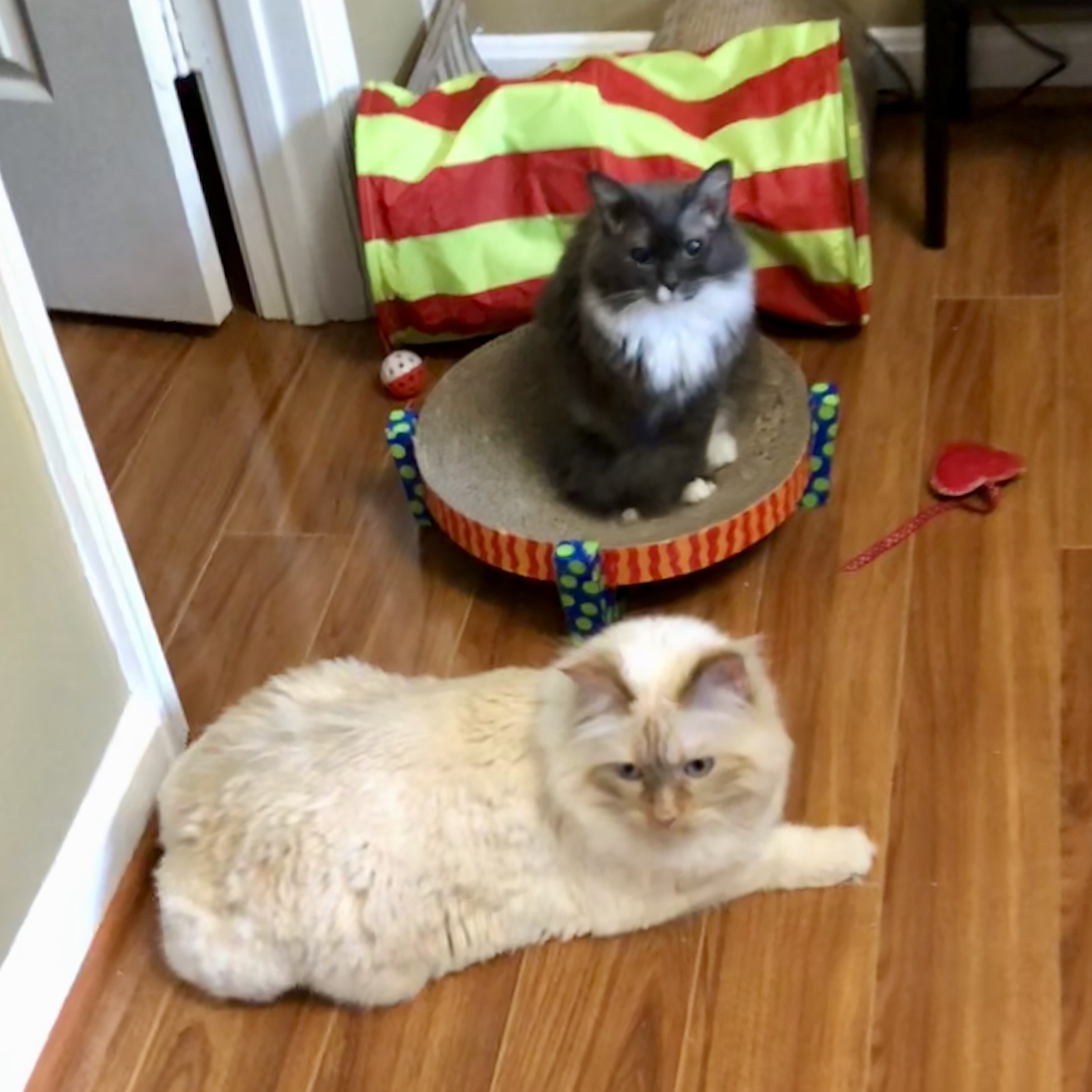 Foster Pets Leashes End