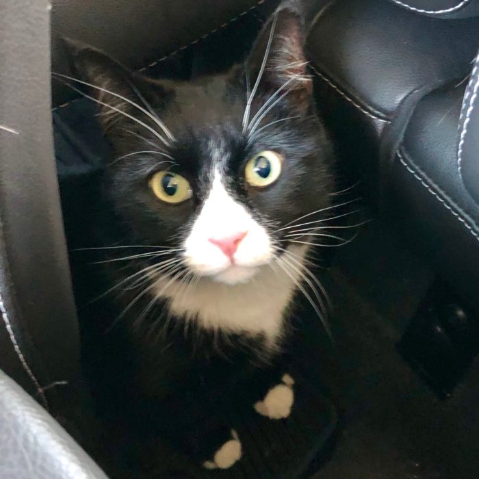 Foster Pets Leashes End