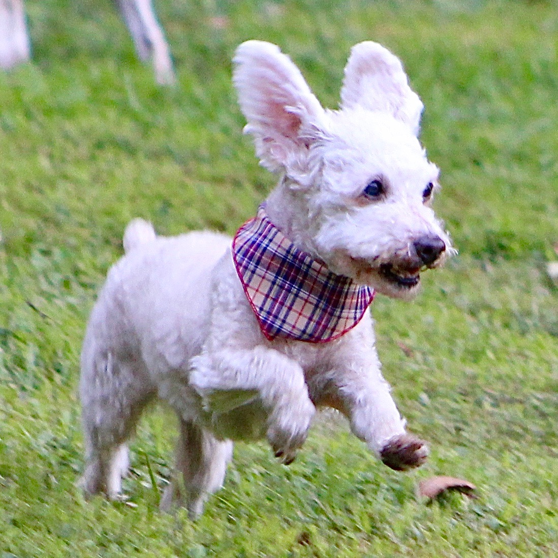 Perpetuity Care Leashes End