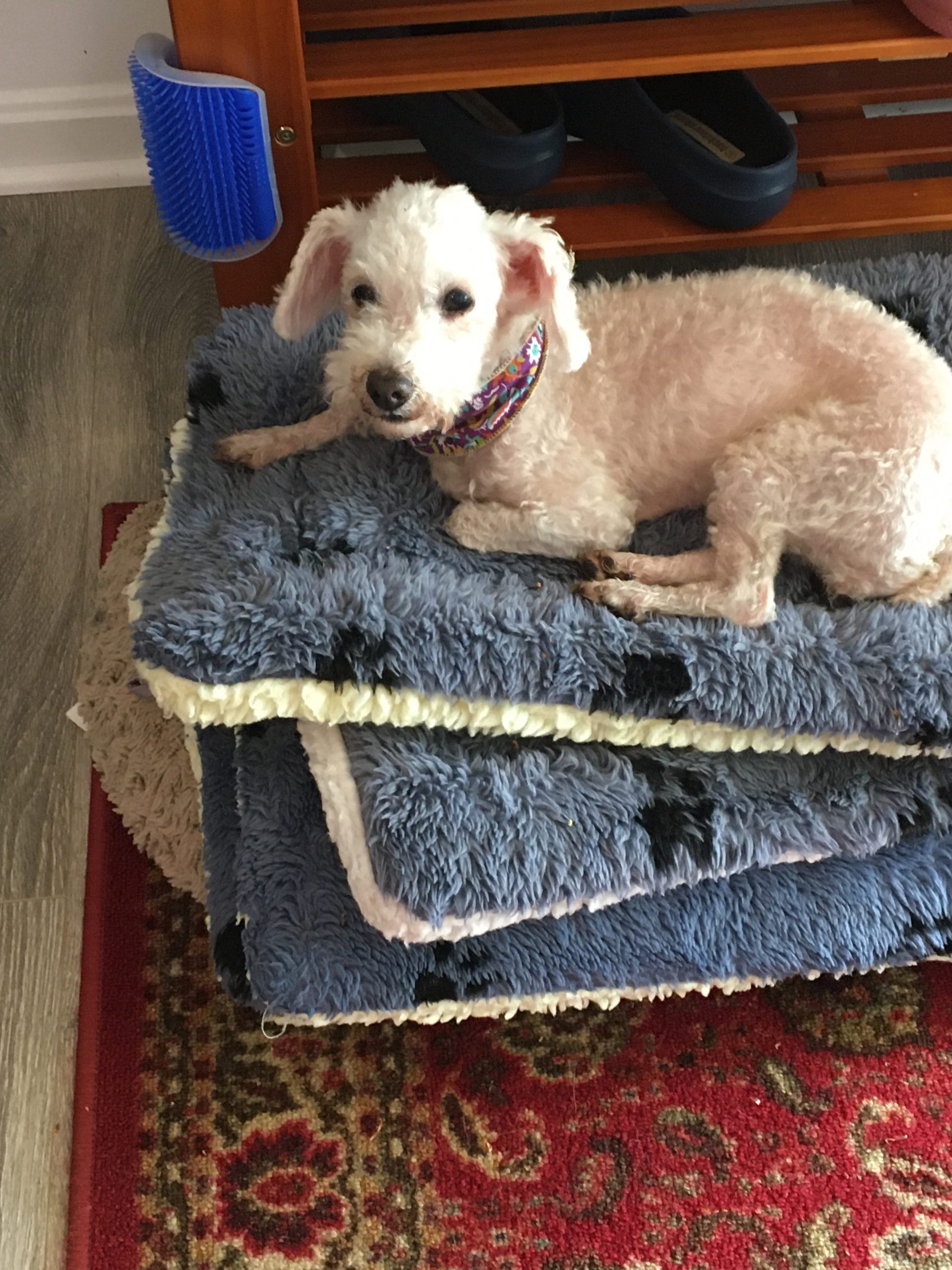 Foster Pets Leashes End