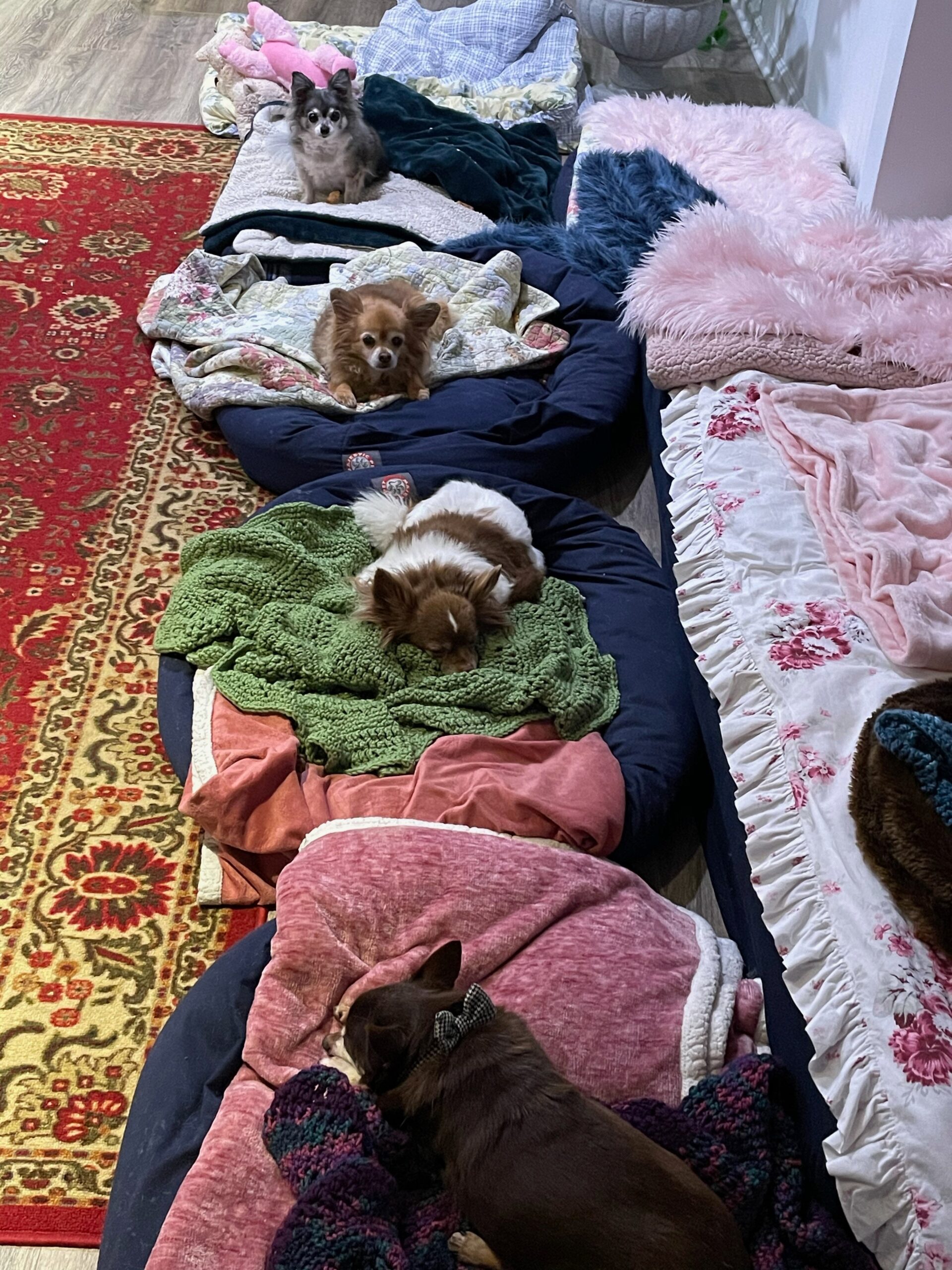 Bequests & Perpetuity Care Leashes End