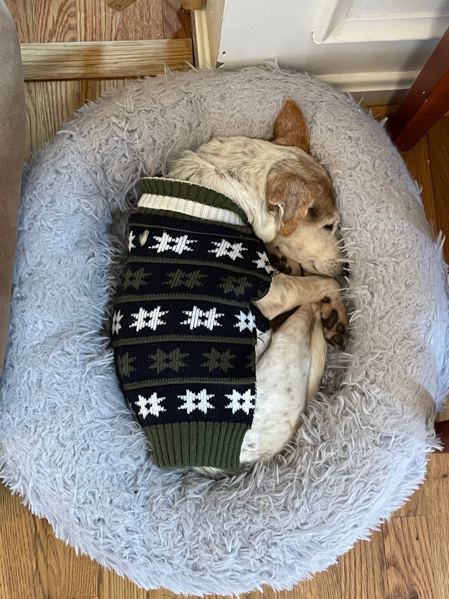 Our Dogs Leashes End