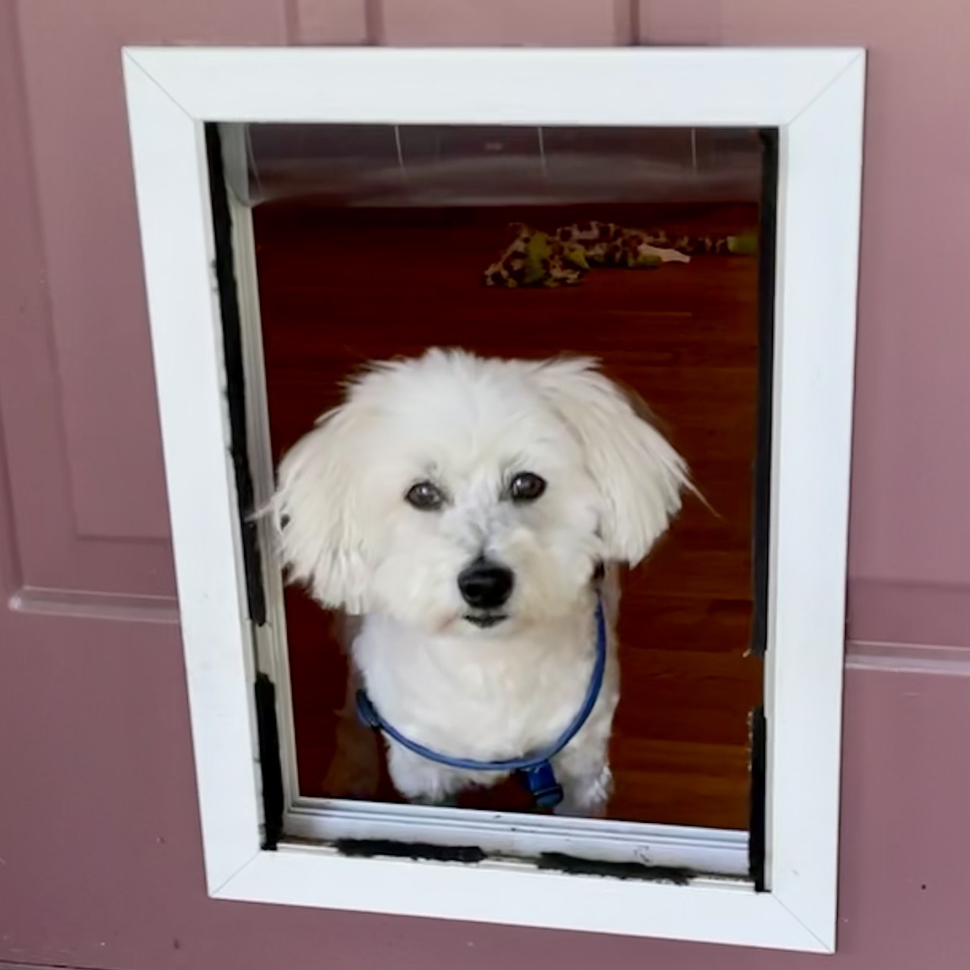 Our Dogs Leashes End