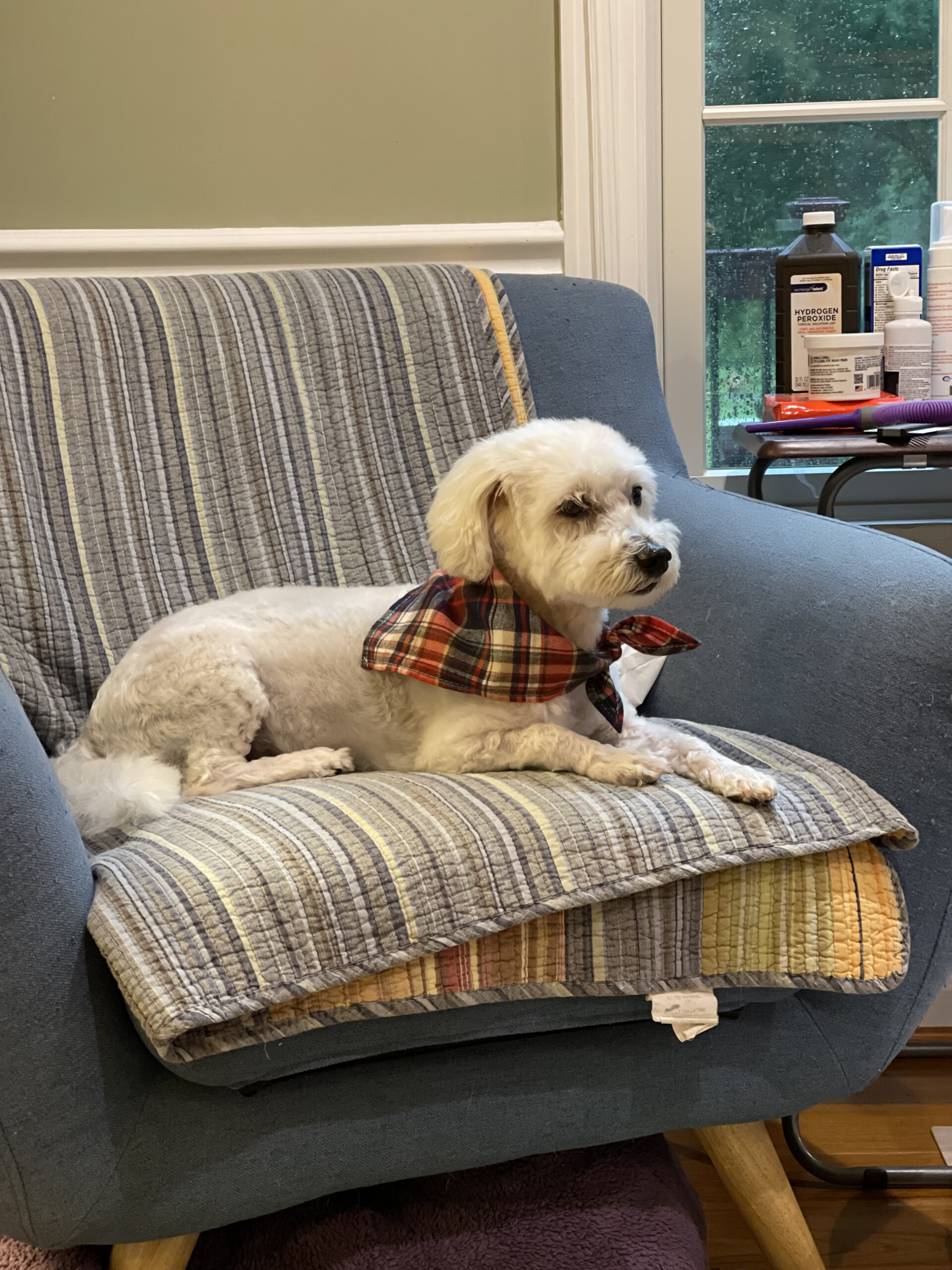 Our Dogs Leashes End