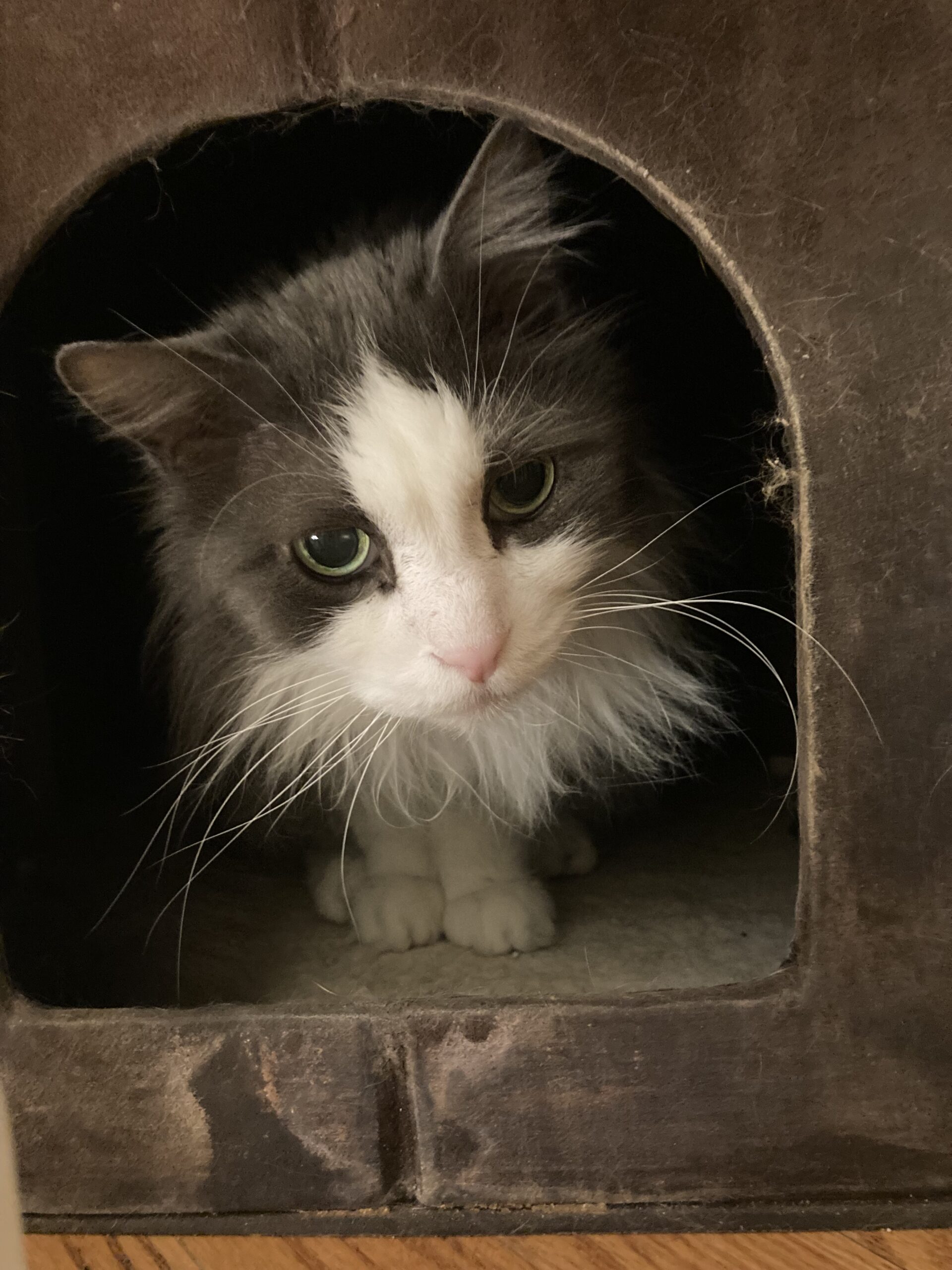 Our Cats Leashes End