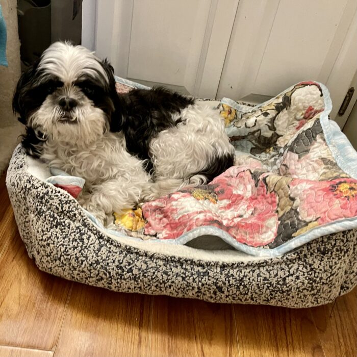 Foster Pets Leashes End