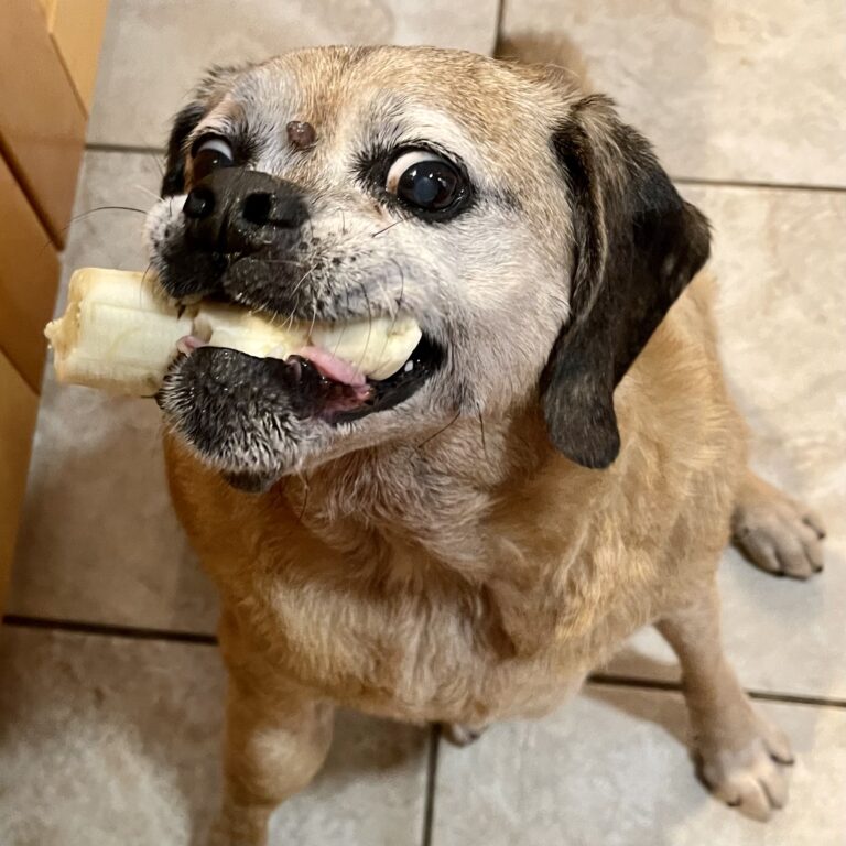 Contact Us Leashes End