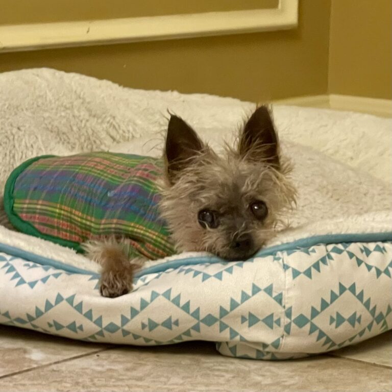 In Memory of Our Dogs Leashes End