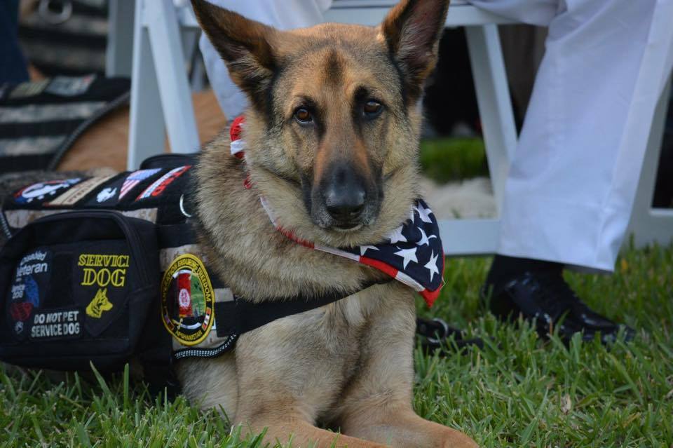 Are German Shepherds Good Psychiatric Service Dogs