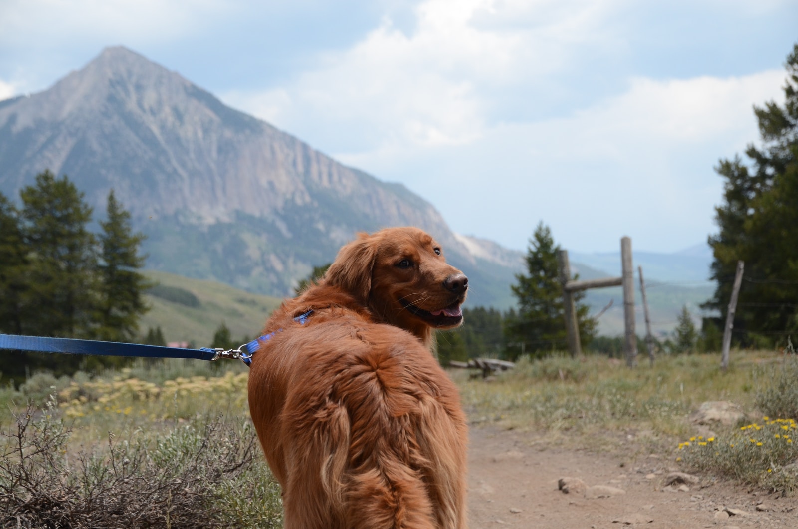 What is the Best Dog Leash For Hiking?