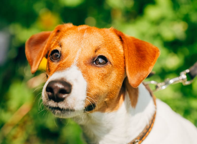 What Are the Symptoms of a Dog That is Aggressive on Leash?