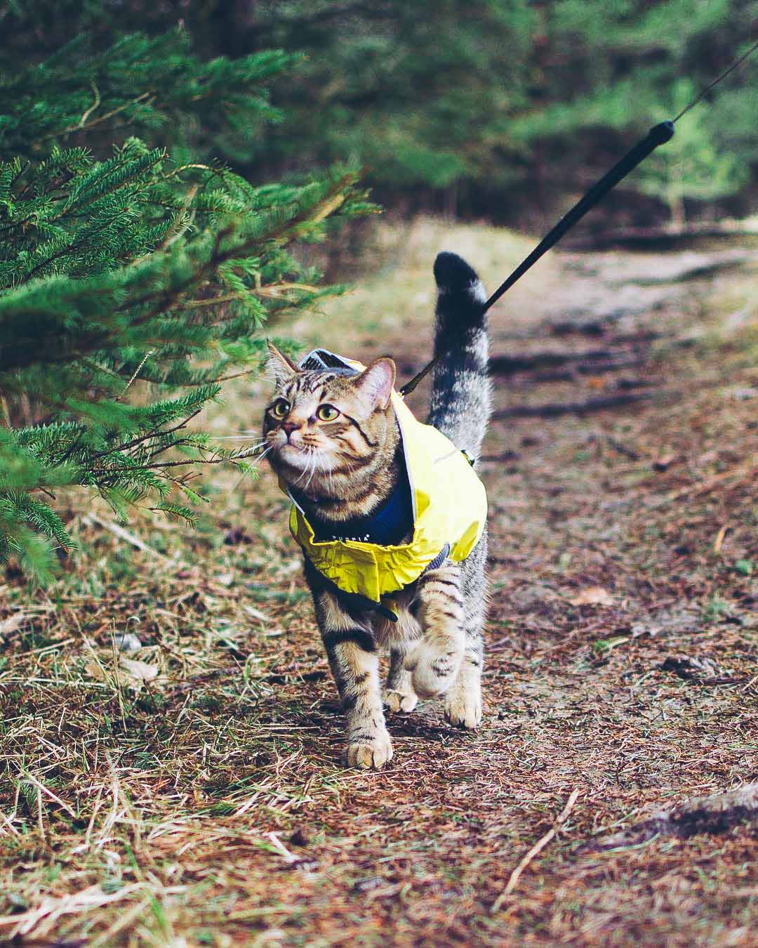 Is it Safe to Use a Dog Leash on a Cat?