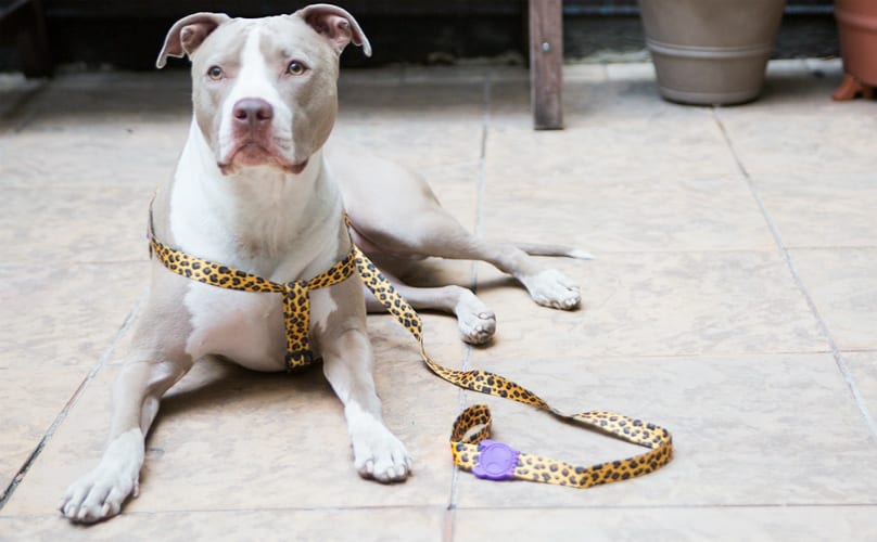 Is It Safe To Put A Dog Leash In The Washing Machine?