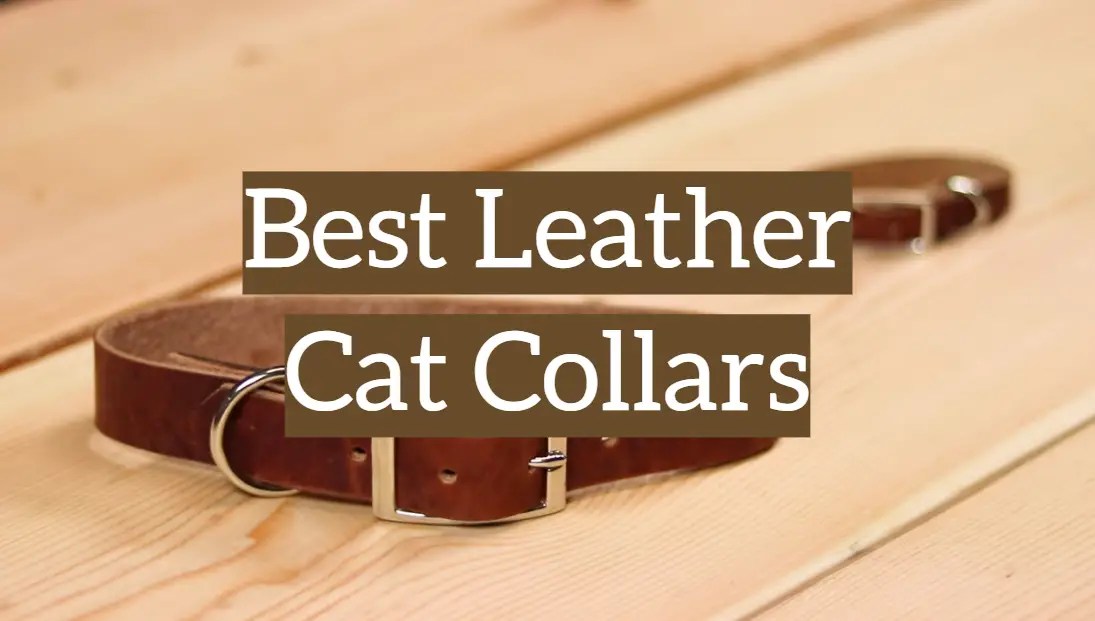 Top 5 Leather Cat Collars [2020 Reviews] Leather Toolkits