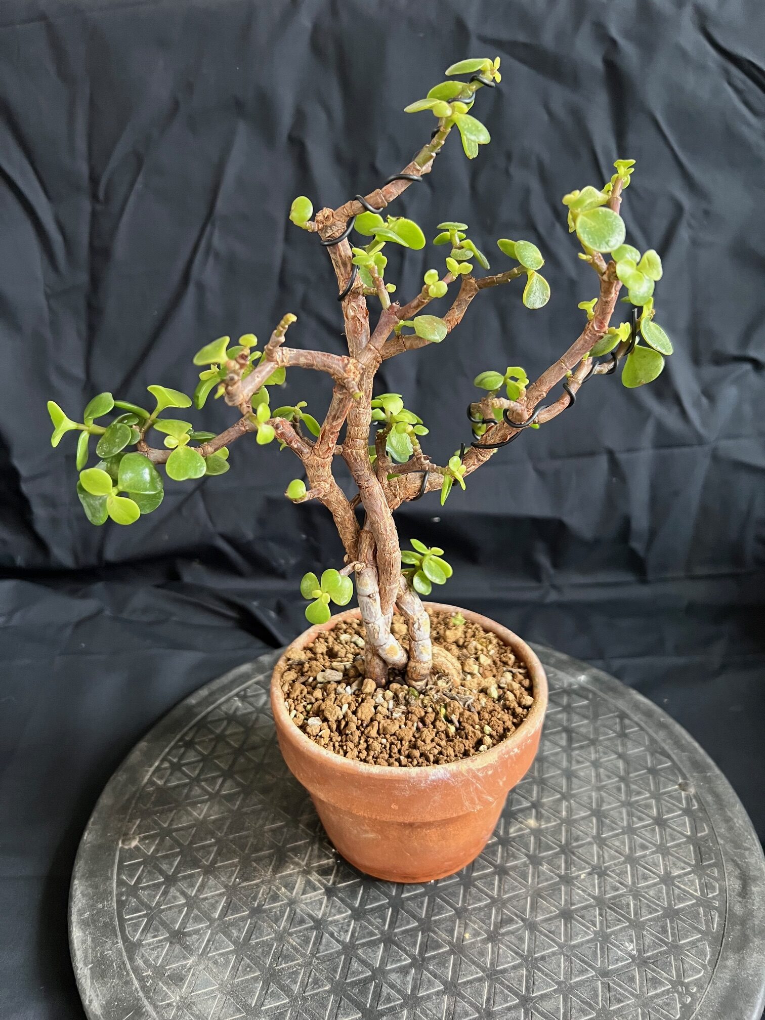 Shohin Portulacaria Afra “Elephant Bush” bonsai tree in 5” Italian pot
