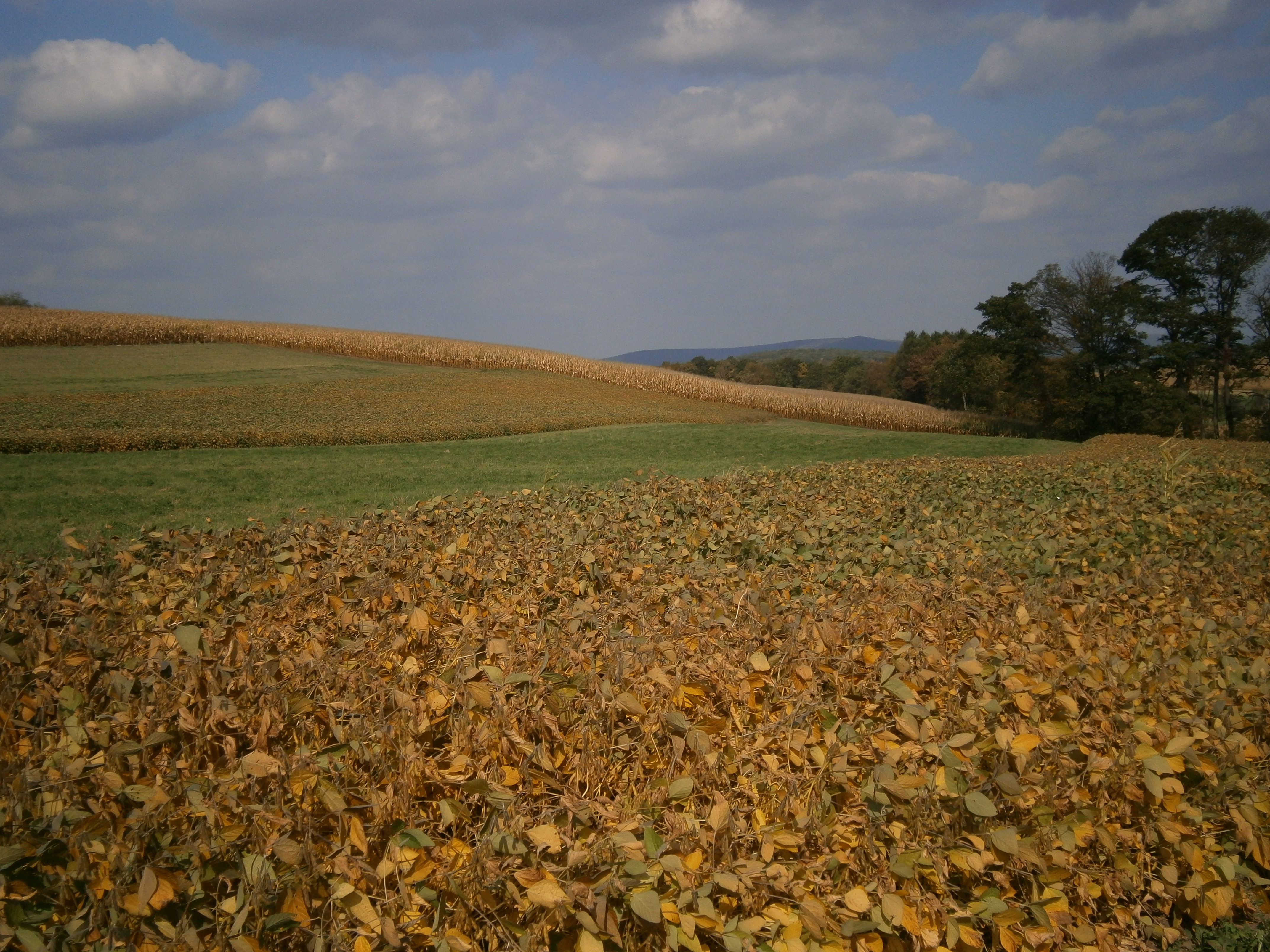 For Sale125 Acres Land Pennsylvania Farmland Hunting Fishing Awesome New Gift Ideas