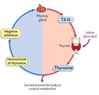 The Endocrine System