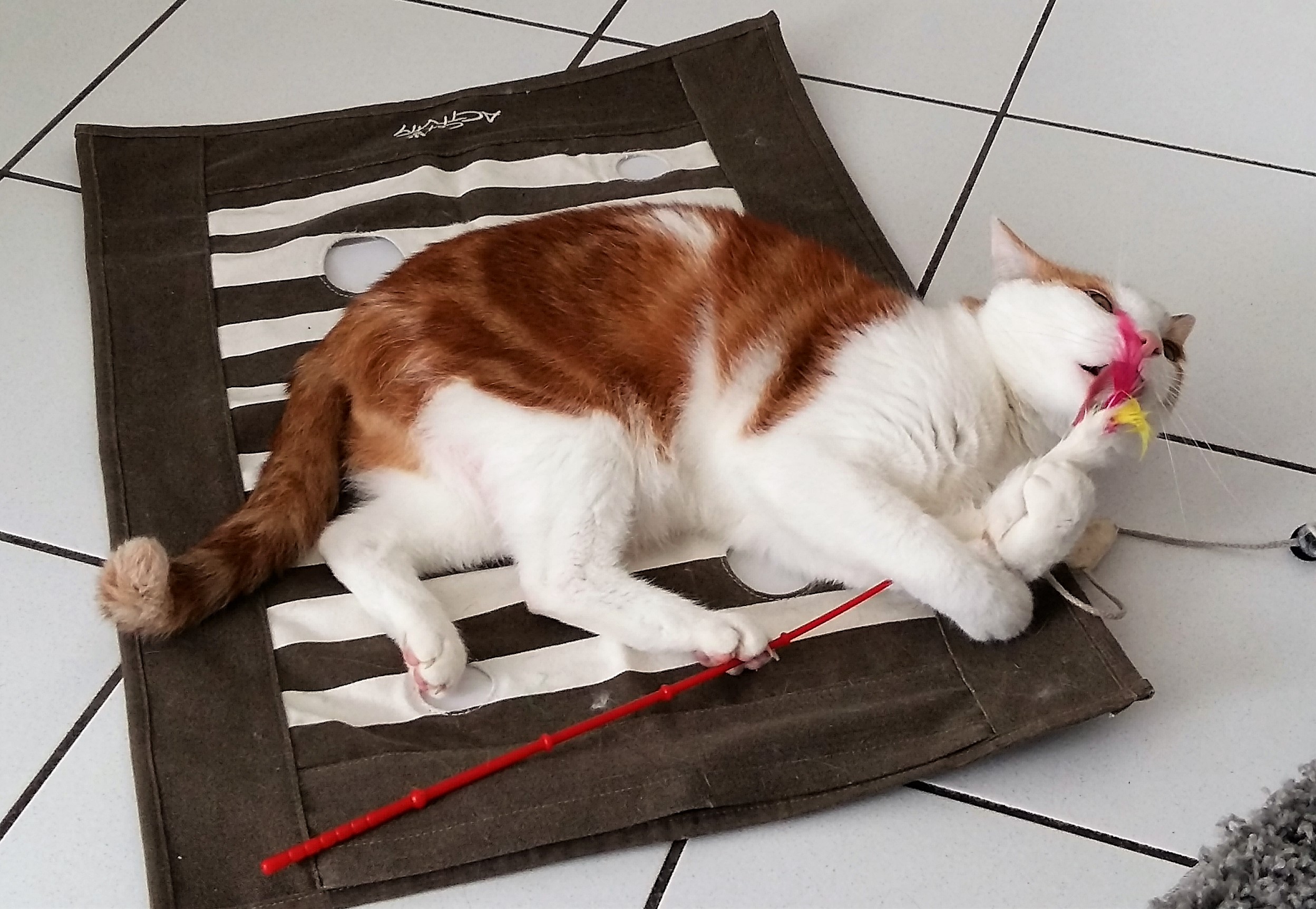 Wie beschäftige ich meine Katzen in der Wohnung? Verhaltensberatung