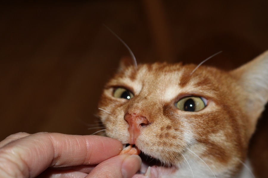 Lachsleckerchen ein gesunder Katzensnack zum