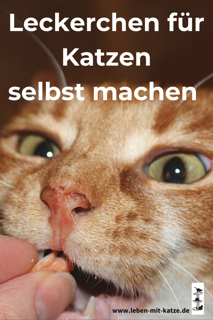 Lachsleckerchen ein gesunder Katzensnack zum