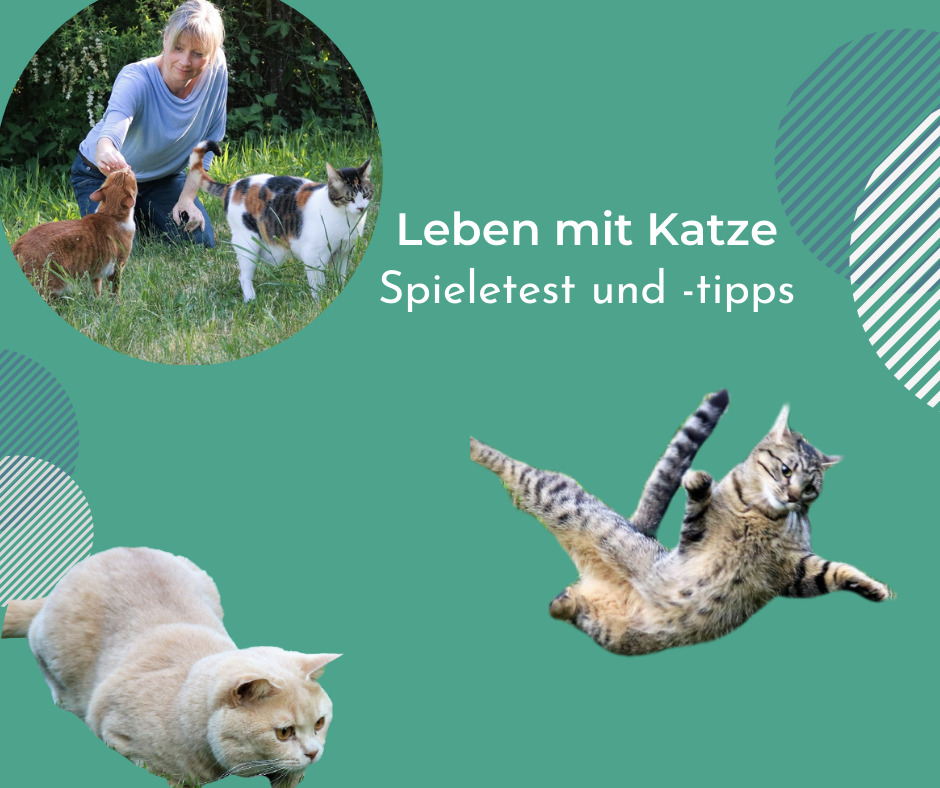 Wie beschäftige ich meine Katzen in der Wohnung? Verhaltensberatung